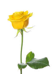 Obraz premium Fresh yellow rose on white background