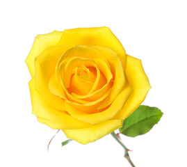 Fresh yellow rose on white background