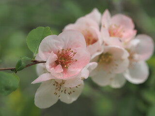 美しいピンクの木瓜の花