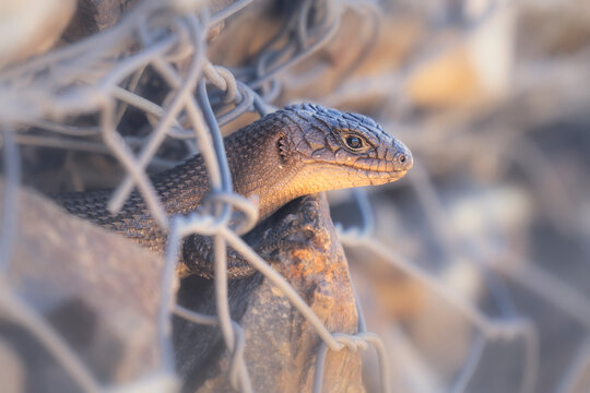 Portrait of a Cunningham's spiny-tailed skink (Egernia cunninghami) peering out from a manmade rock structure