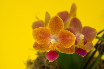 Fototapeta na wymiar Pink orchid - phalaenopsis against yellow background
