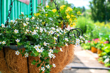White Bacopa ampelnaya, grows in a flower pot