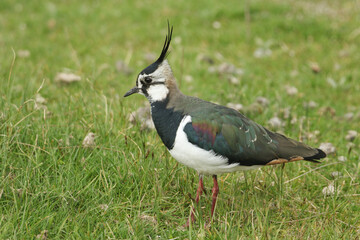 A stunning Lapwing, Vanellus vanellus, feeding in a meadow.