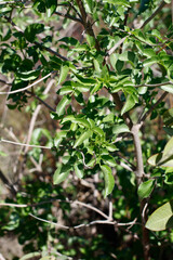 Imparipinnate opposite distally acute proximally rounded conduplicate serrate leaves of Blue Elder, Sambucus Caerulea, Adoxaceae, native shrub in Topanga State Park, Santa Monica Mountains, Winter.