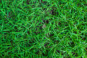 Green foliage grass texture nature background