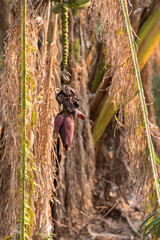 Close up of a banana flower hanging with use of selective focus