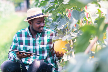 African farmer sitting in the organic melon farm with holding tablet.Agriculture or cultivation concept