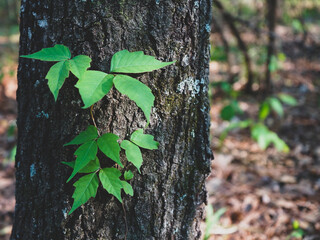 tree trunk with green leaves