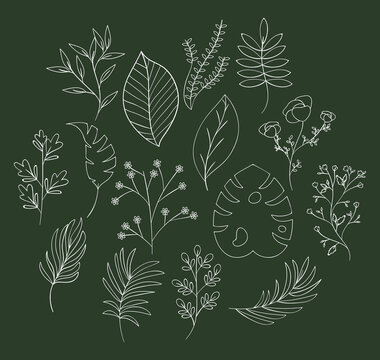 aesthetic botanical illustration