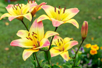 Fototapeta premium Yellow-pink bright inflorescences of flowering varietal lilies. 