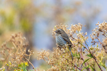 small bird brown-rumped seedeater (Crithagra tristriatus), bird species from eastern Africa. Simien Mountain, Ethiopia wildlife