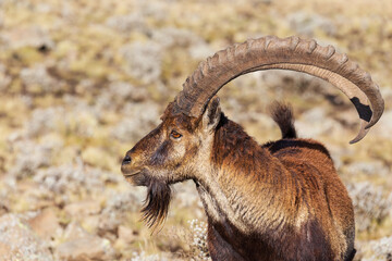 Very rare Walia ibex, Capra walia, one of the rarest ibex in world. Only about 500 individuals survived in Simien Mountains National park in Northern Ethiopia, Africa - obrazy, fototapety, plakaty