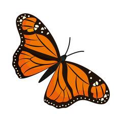 painted lady butterfly