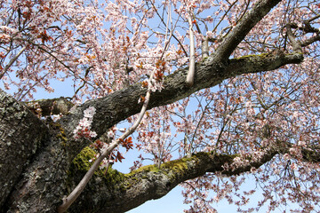New Spring Fresh Cherry Blossom 