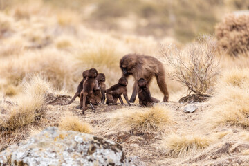 baby of endemic animal Gelada monkey on rock, endangered Theropithecus gelada, in Ethiopian natural habitat Simien Mountains, Africa Ethiopia wildlife
