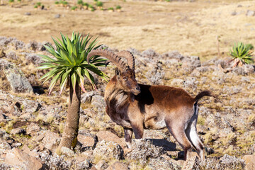 Very rare Walia ibex, Capra walia, one of the rarest ibex in world. Only about 500 individuals survived in Simien Mountains National park in Northern Ethiopia, Africa - obrazy, fototapety, plakaty