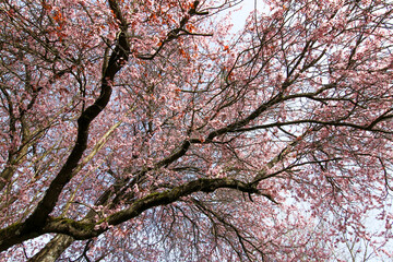 New Spring Fresh Cherry Blossom 