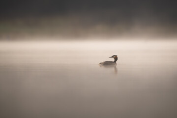 Bird silhouette swimming on water in the early morning haze. Great crested grebe (Podiceps cristatus) on golden misty lake