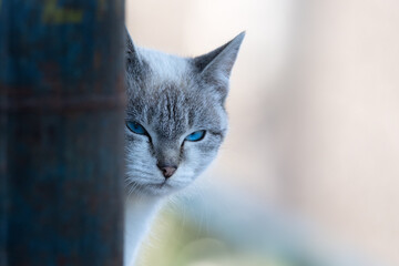Close up portrait of a young angry gray cat with blue eyes looking away