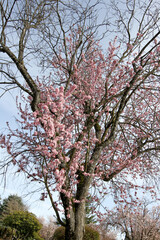 Obraz premium New Spring Fresh Cherry Blossom 