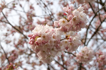 New Spring Fresh Cherry Blossom 