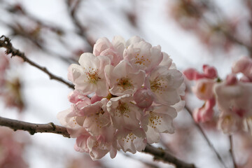 New Spring Fresh Cherry Blossom 
