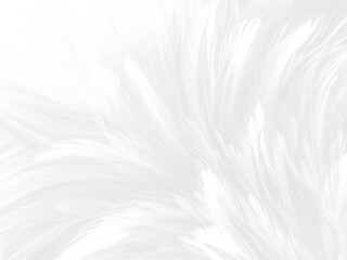 Beautiful abstract black feathers on white background and soft white feather texture on white...