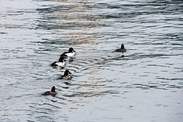 Bucephala Barrow's goldeneye sea ducks