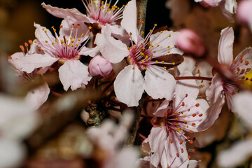 Foto scattata attorno le colline di Pasturana ad un ciliegio. © Diego