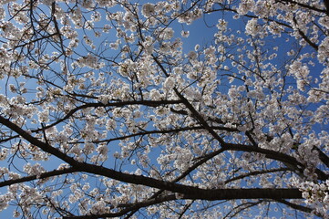 桜の枝 K3BP9622