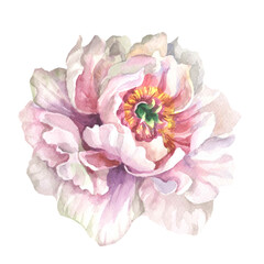 pink peony flower.watercolor