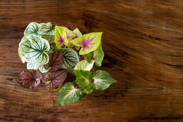 Many types of caladium with different leaf patterns and colors are placed on the wooden floor.
