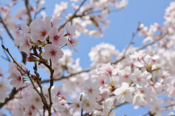 満開の桜