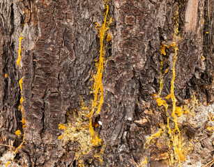 Macro close-up of bark and resin in Pine Forest