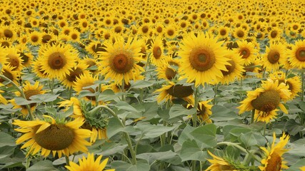 Fototapeta na wymiar Field of sunflowers - background