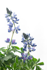 Obraz premium ルピナス