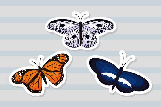 colorful butterflies illustration