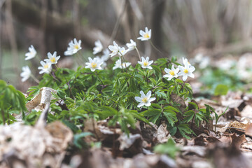 zawilec gajowy (Anemone nemorosa)