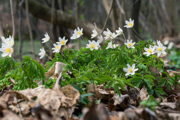 zawilec gajowy (Anemone nemorosa)