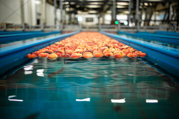 Apple fruit floating in water tank conveyer in food processing plant preparing for packing and distribution.