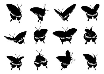 collection of silhouettes of butterflies