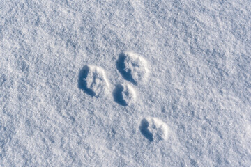 Snow covered landscape in northern Canada with animal paw prints of a lynx or fox stamped, walked into white ground.  © Scalia Media