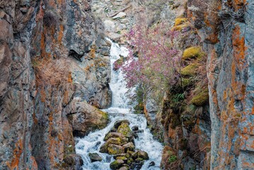 Mountain waterfall between rocks in spring water streams blooming maral rhododendron