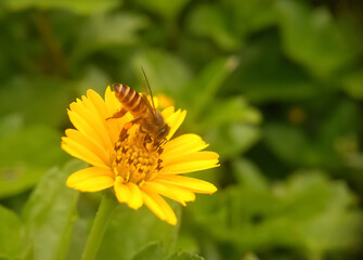 bee on a dandelion