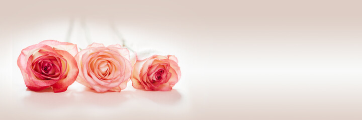 Fototapeta na wymiar Pink peach rose flowers on light pink background, wedding and Valetine's day banner