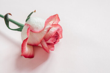 Pink and white rose flower head isolated on light pink background