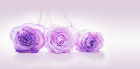 Purple rose flower heads isolated on light background