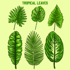 some vector tropical leaft designs 