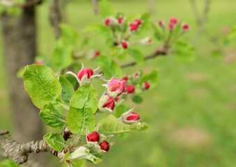 Obraz premium Red apple buds in the first days of springtime