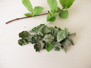 Dried hazelnut leaves for hazelnut leaf tea on a wooden board